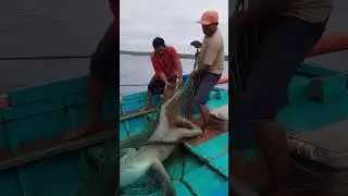 😱 Machwaron ne Pakdi Real Jalpari! | Real Mermaid Caught in India | Shocking Video