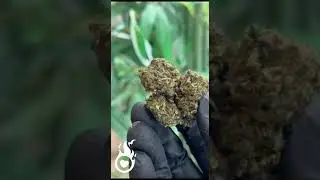 🌿🍫 Cannabis THCP - THC-P Cannabis 🌿🍫