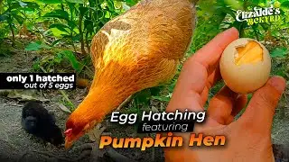 Pumpkin Hen Hatching Eggs | What is inside the unhatched eggs? | Egg Hatching || Elizalde's BackYard