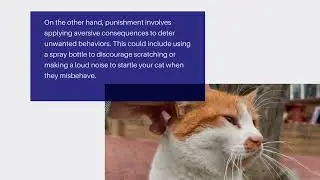 Positive Reinforcement Vs. Punishment in Cat Training