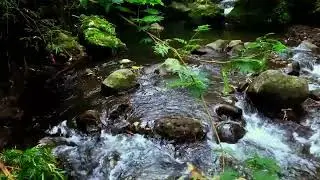 Wonderful Sounds of Deep Forest, Birds Chirping, Gentle Stream Flowing, Soothing Nature Sounds, ASMR