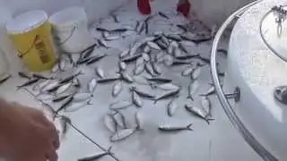Stray Cat Charters Hilton Head Fishing -bait cast netting with slow motion