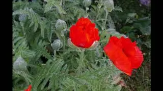 time lapse Zeitraffer Mohnbl&uuml;te