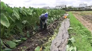 The Farmer - Japan Taro Farming and Harvesting - Awesome Japan Agriculture Technology Farm