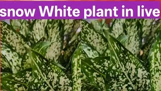  Rekha is live#SnowWhitePlant#tipsandcare#home garden