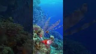 Beautiful Coral reefs underwater || Underwater Vista