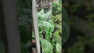 আমার বেলকনিতে আজকে দেখাবো কি রোপন  করলাম ✅#full video #follow #holyu#সবাই লাইক কমেন্ট শেয়ার করবেন❤️