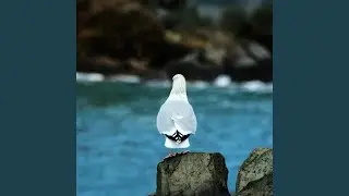 Infinite Blue Peace