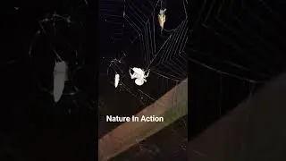 Spiders wrap silk fibers round and round their prey once it is trapped in the web. #spiders #dinner