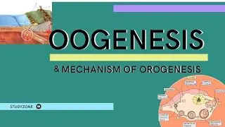 #Oogenesis #Mechanism of oogenesis #developmental biology lecture.13#study zone #Developmental bio