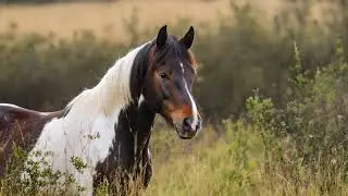 Horse Communication: More Than Just Neighs!