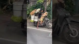 MotoDogs