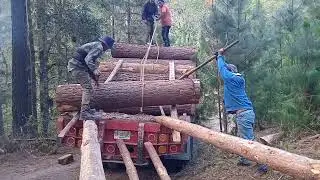 Cargando de manera manual trosos. Loading wood on truck manually.