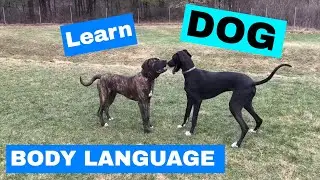 Understanding Dog Body Language of Great Dane & English Mastiff Playing