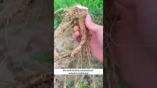 Hidden Power of Spiny Amaranth Roots #HerbalHealing #NaturalRemedies