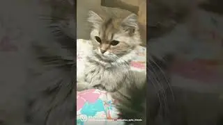 RinaFox#catlover#kittyeats#софияпрекрасная#Сладкая#Булочка#Малышка