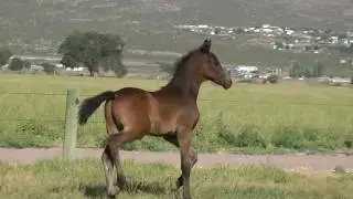 Morricone-Franziskus-Rockwell 2017 colt for sale