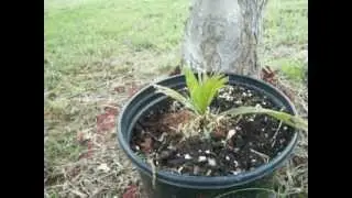 How to grow Windmill Palm tree Seedlings up north outside palm care