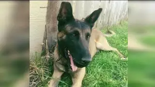Duke, beloved SAPD K-9 officer, dies
