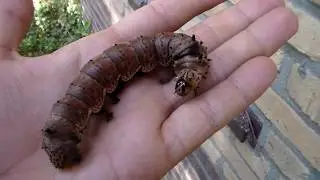Gigantic Caterpillar! Mexican Horned Devil: Citheronia azteca