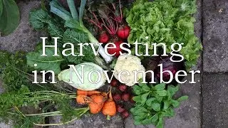 Harvesting in November