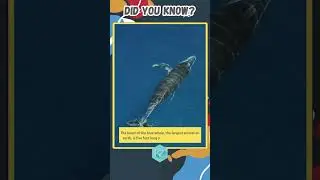 Fun Fact about World's Largest Mammal | Blue Whale's Heart | KZ Learning
