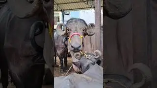 BIGGEST BUFFALOE😱😱😱 in erragadda BUFFALOES MARKET