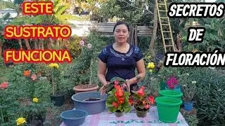 Trasplante de Begonia PASO A PASO 🌿 | El sustrato PERFECTO y cuidados para que florezca.