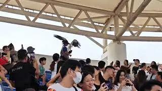 Птичье шоу в OceanPark Cebu 2025