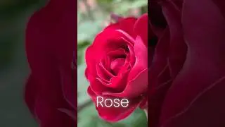 The Rose Song🌹 Meaning & Symbolism | The Rose Song