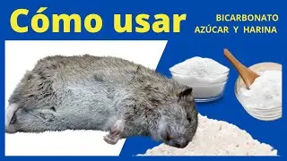 COMO USAR Bicarbonato Az&uacute;car y Harina para Eliminar Ratas y Ratones