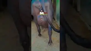 Biggest Udder Murrah Buffalo Super Excellent Quailty With Ultimate Beauty #murrah #dairyfarm
