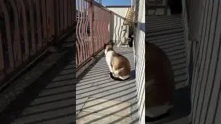 【癒やし猫】ベランダでお散歩するもっちのゴロゴロが最高すぎる件