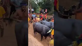 Mangalore kambala
