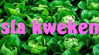 Sla kweken van zaad