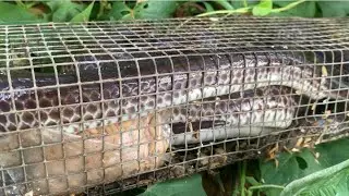 Săn Bắt Thành Công Thăm Bẫy Trúng Rắn Những Ngày Cận Tết