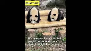 Cuteness alert! Panda jumps into nanny&rsquo;s arms