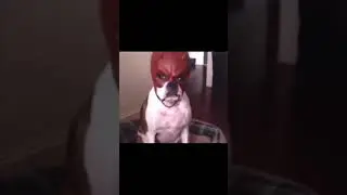 🐶👺Tiktok angry dog meme
