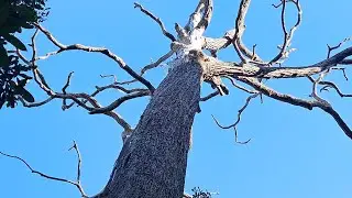 Hiking Bukit Larut Maxwell Hill | Taiping Perak Malaysia | Aug 2025