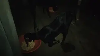 Aaj ki blog video goat farmer night food in goat