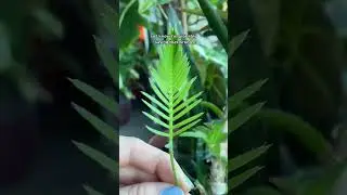 Uncommon easy houseplants | rare plant #plantshorts #uncommonhouseplants #easyplants