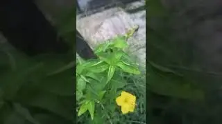 Noyon Tara flowers. #noyontara #yellow #lovemychannel #nature #foryou #love #everyone