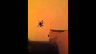 Big fat spider