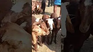 Sindhanur kenguri Sheep kids market #shorts