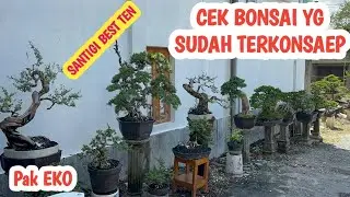 HARGA BONSAI  SPEK KONTES, BISA DI NEGO📞 0823-3163-8393 @JeckpaeyBonsai91 