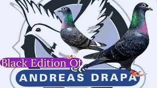 Black Edition Of Andreas Darpa | Black Racing Pigeons | Racer Kabutar | Breeder Pigeon