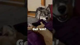 Pomsky&rsquo;s 🐕 little Buddy wrestles Beast 😂