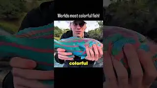 Самая красочная рыба в мире 🐠 #Shorts