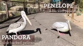 Checking in with CMZoo's three pink-backed pelicans
