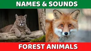 Forest Animals Video for Kids - Children Learn Forest Animal Sounds and Names | Kids Tv